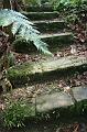 Tree fern gully, Pirianda Gardens IMG_7171